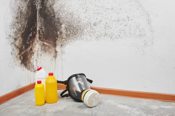 Best Black Mold Removal  in Spring Grove, PA
