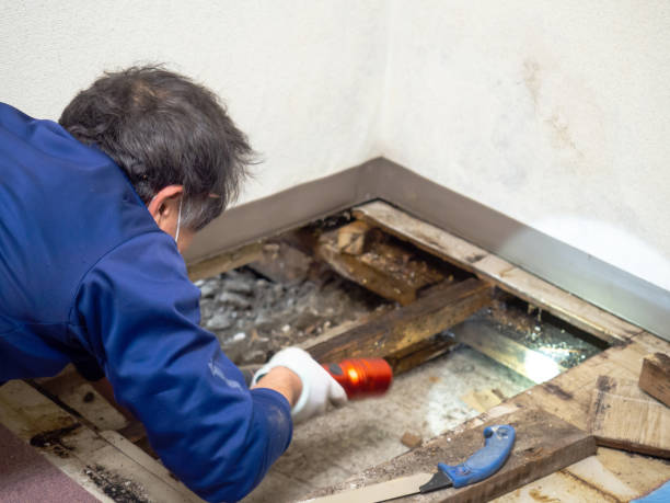 Best Commercial Mold Removal  in Spring Grove, PA