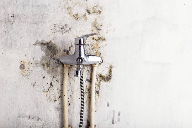 Best Local Mold Removal Service  in Spring Grove, PA