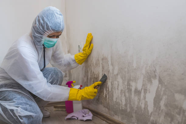 Best Mold Removal Specialists  in Spring Grove, PA