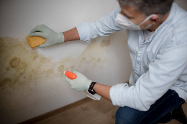 Best Mold Testing  in Spring Grove, PA