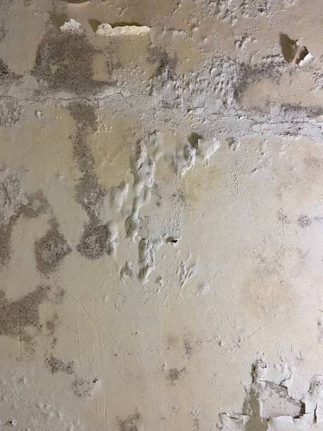 Best Mold Remediation  in Spring Grove, PA