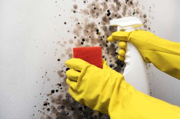 Crawl Space Mold Removal in Spring Grove, PA